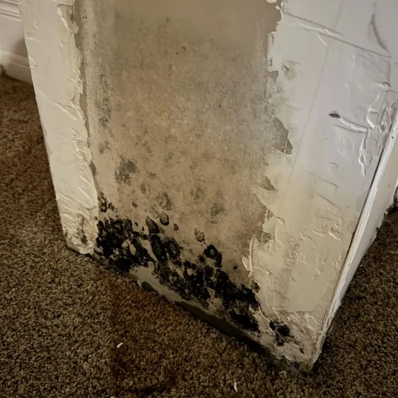 Professional Mold Removal in Wheeling, IL
